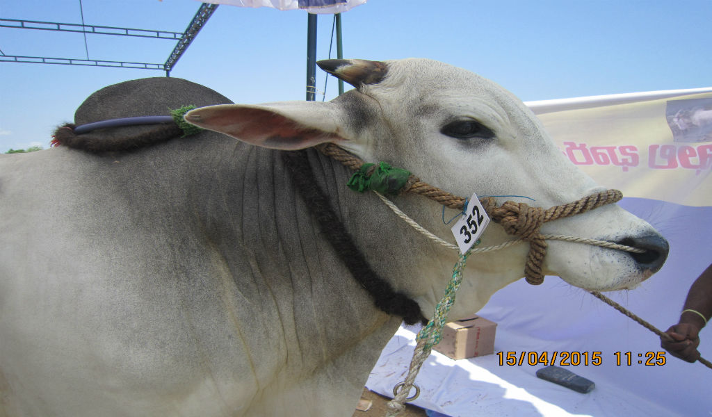 zenith qurbani rates